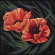 Poppies
